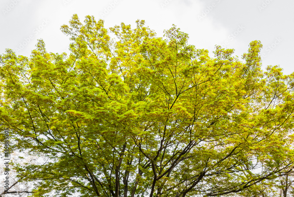 Green leaves and branches of tree on white background Green leaves and branches of tree on white background
