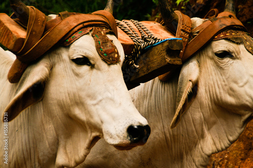 Yoked White Oxen