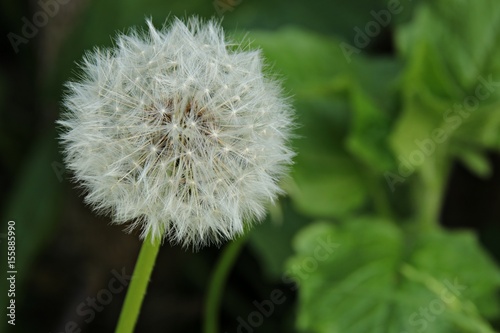 Pusteblume