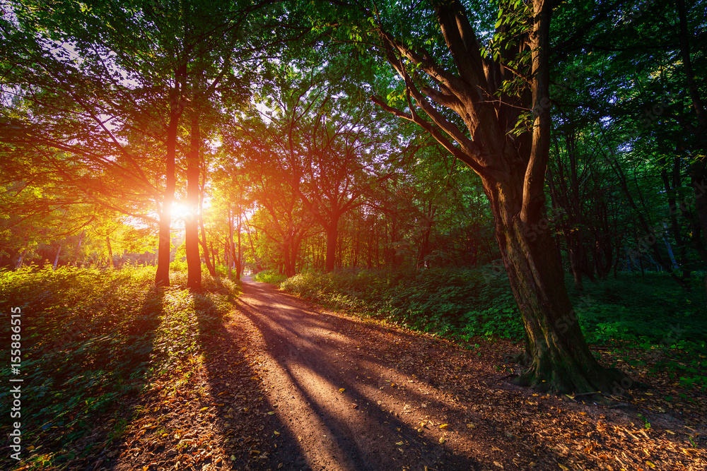 beautiful green forest beautiful green forest
