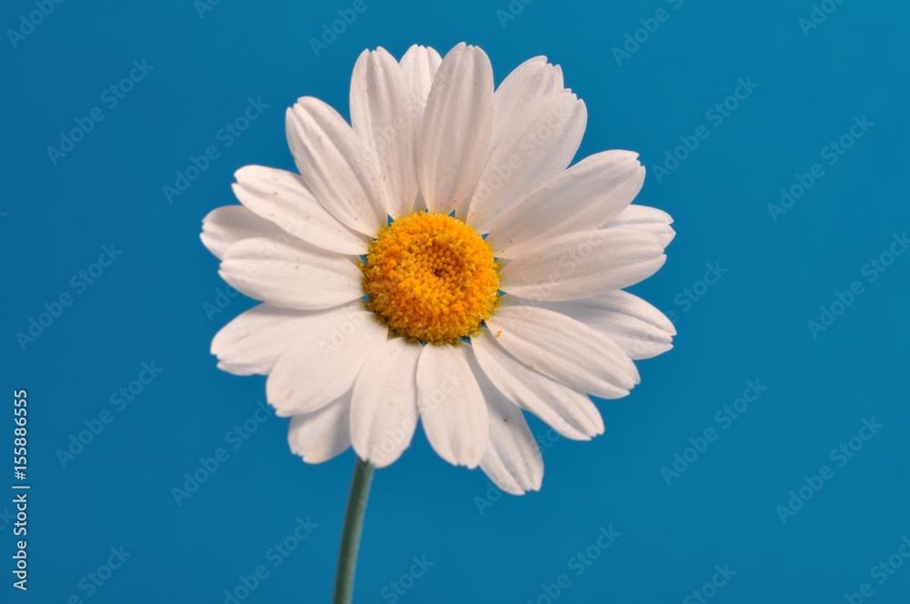 White daisy against a sky White daisy against a sky