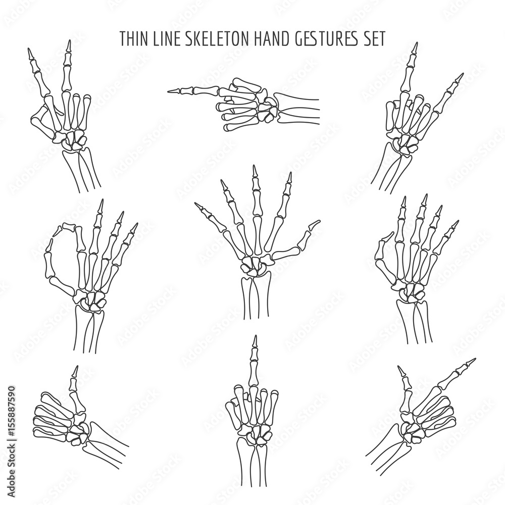 Vector linear skeleton hands gestures. Finger and pointer, ok and rock xray  thin line hand bones isolated on white background Stock Vector