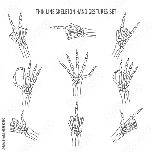 Vector linear skeleton hands gestures. Finger and pointer, ok and rock xray thin line hand bones isolated on white background