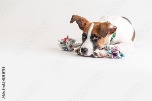 Cute hound puppy wants to play with his rope toy