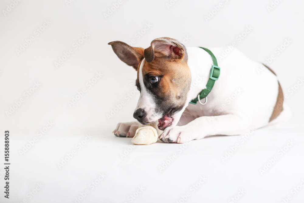 Cute Hound Puppy plays with a rawhide bone