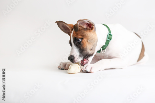 Фотография Cute Hound Puppy plays with a rawhide bone