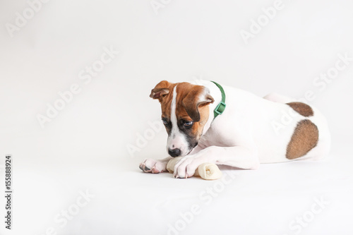 Fototapeta Naklejka Na Ścianę i Meble -  Cute Hound Puppy plays with a rawhide bone