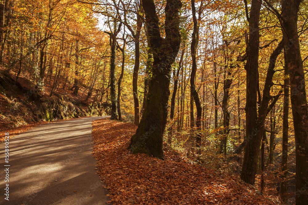 Fototapeta premium Autumn