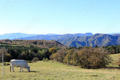 mucca razza romagnola photo