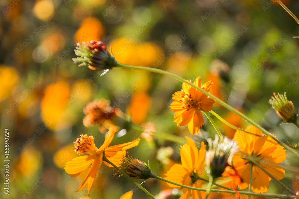 A few orange Cosmos flowers in foreground with blurred flower bush background. A few orange Cosmos flowers in foreground with blurred flower bush background.