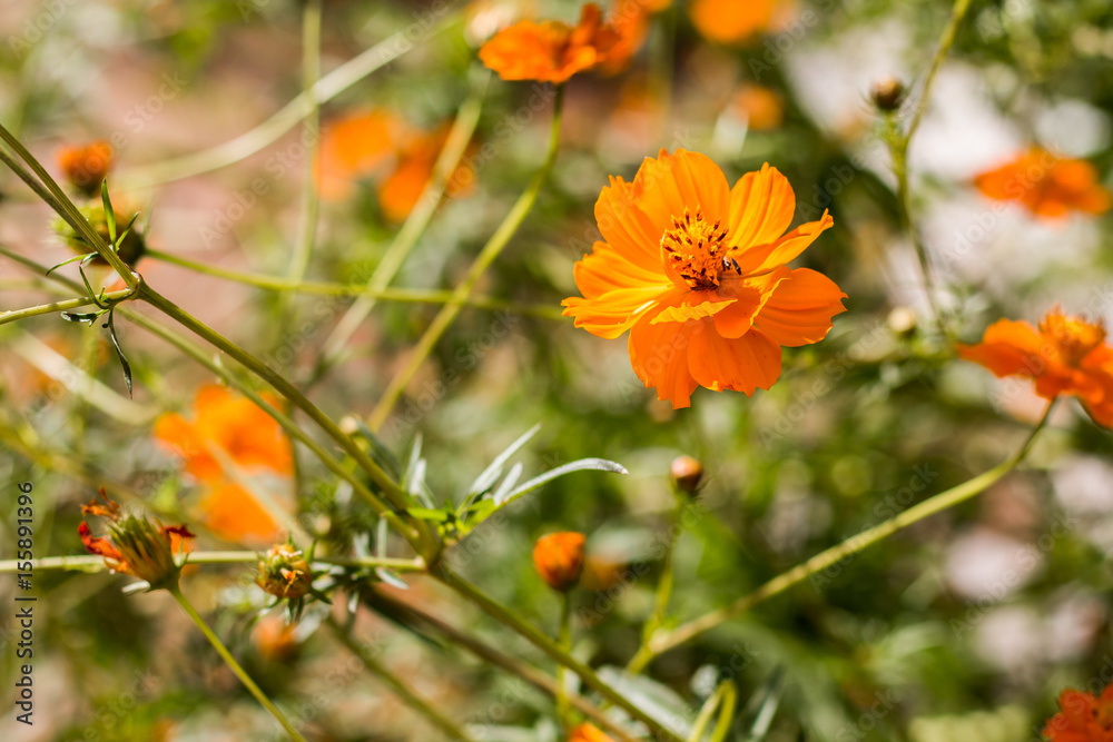 Single orange Cosmos flower against the leafy backdrop Single orange Cosmos flower against the leafy backdrop