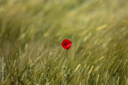Solitary Elegance: Poppy Bloom Amidst Golden Fields
