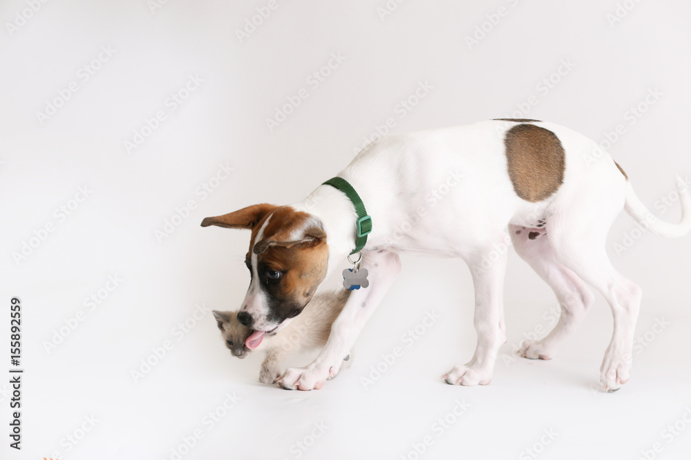 Hound puppy plays with a tiny baby kitten Hound puppy plays with a tiny baby kitten