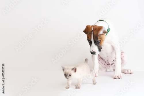 Fototapeta Naklejka Na Ścianę i Meble -  Hound puppy plays with a tiny baby kitten