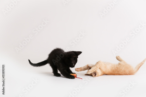 Kittens wrestle each other and play with a cat toy