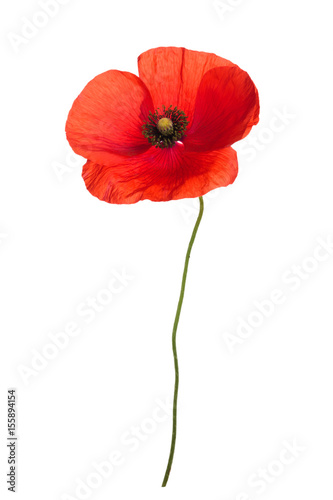 Bouquet of wild red poppies. Isolated on white background.