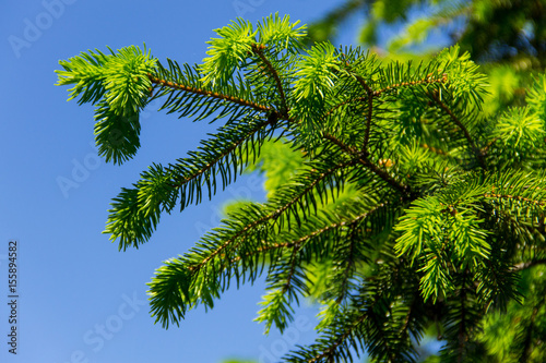 Young needles on fir tree branches at spring