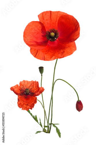 Bouquet of poppies.