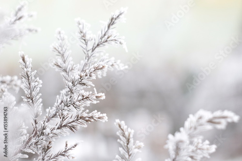 The frozen tree branches