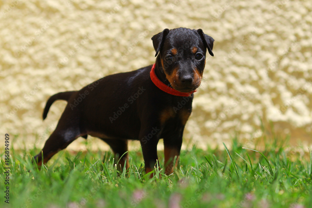 Manchester Terrier