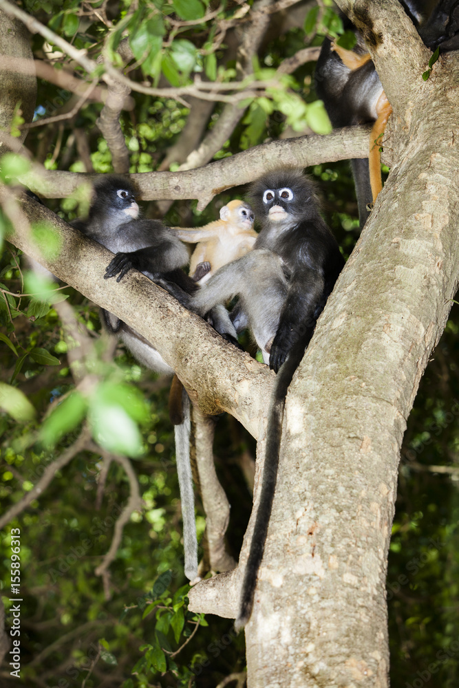 Fototapeta premium The dusky leaf monkey, spectacled langur, or spectacled leaf monkey (Trachypithecus obscurus)