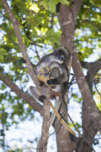 Sticker The dusky leaf monkey, spectacled langur, or spectacled leaf monkey (Trachypithe