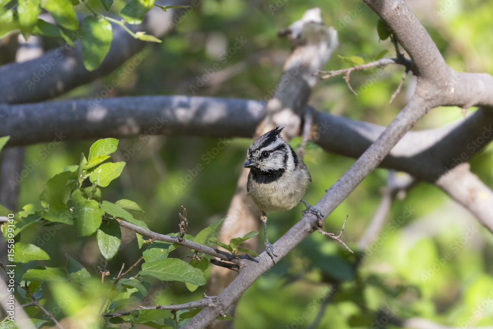 Obraz premium bridled titmouse on a branch 