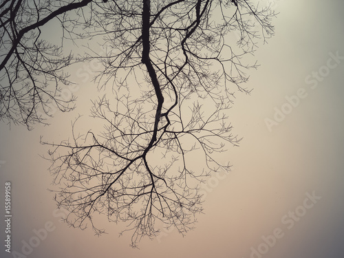 Leafless branches of sakura tree against sky, Retro filter color
