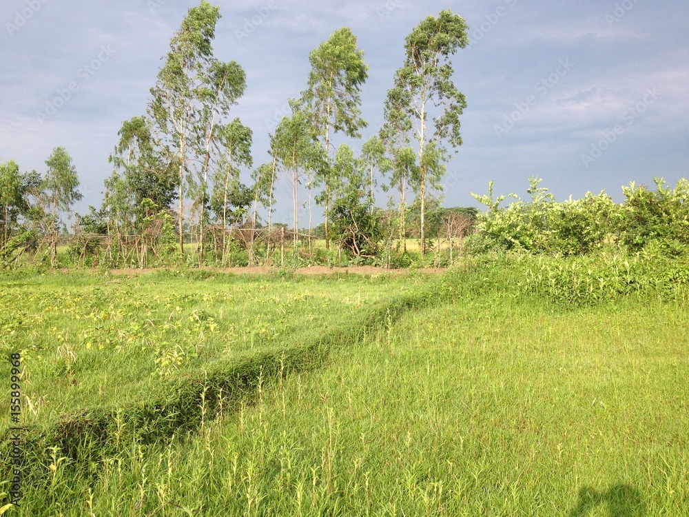 Obraz premium Nature just before rain