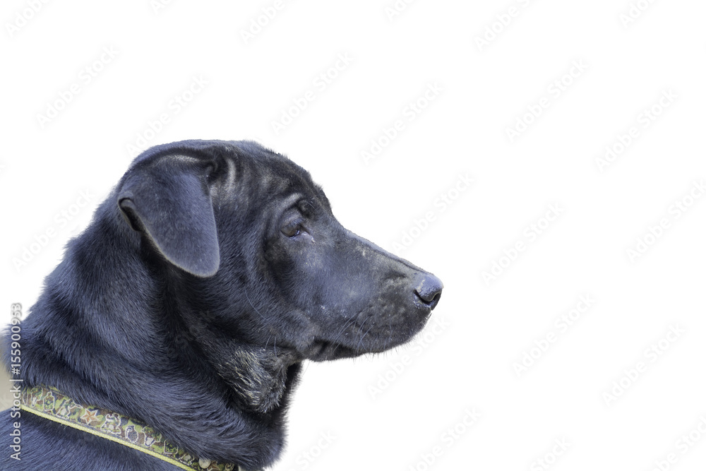 Side face black dog, Isolated on white