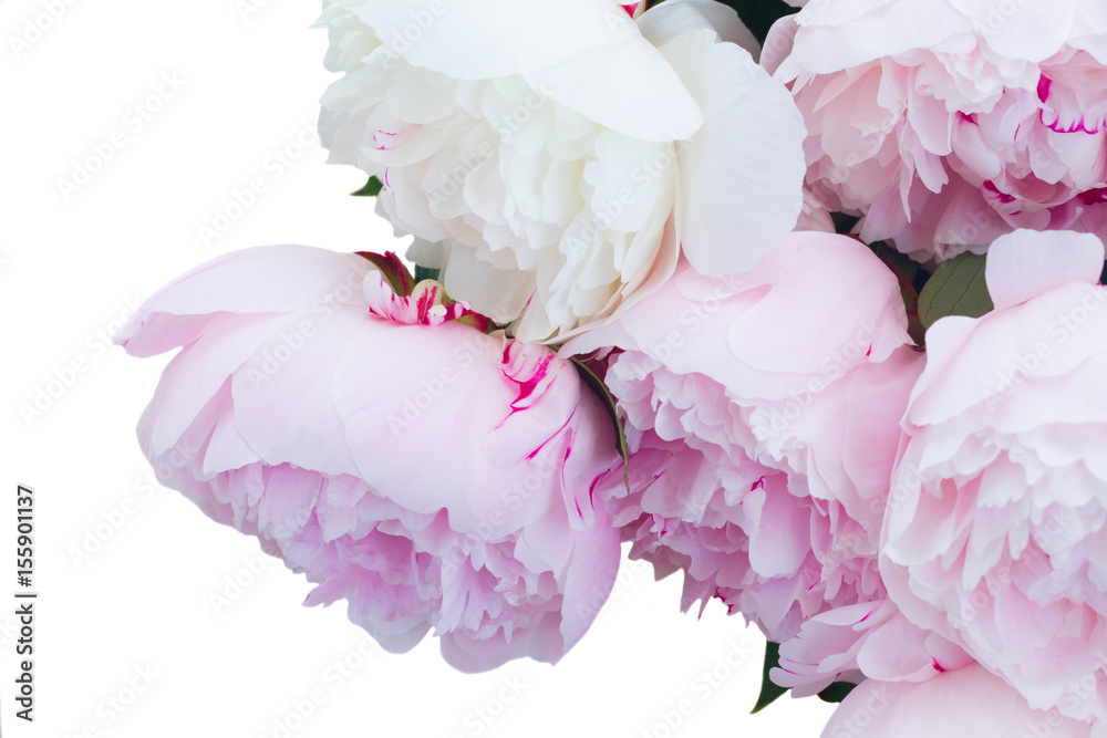 Fototapeta Świezi peonia kwiaty barwiący w cieniach menchie zamykają w górę odosobnionego na białym tle