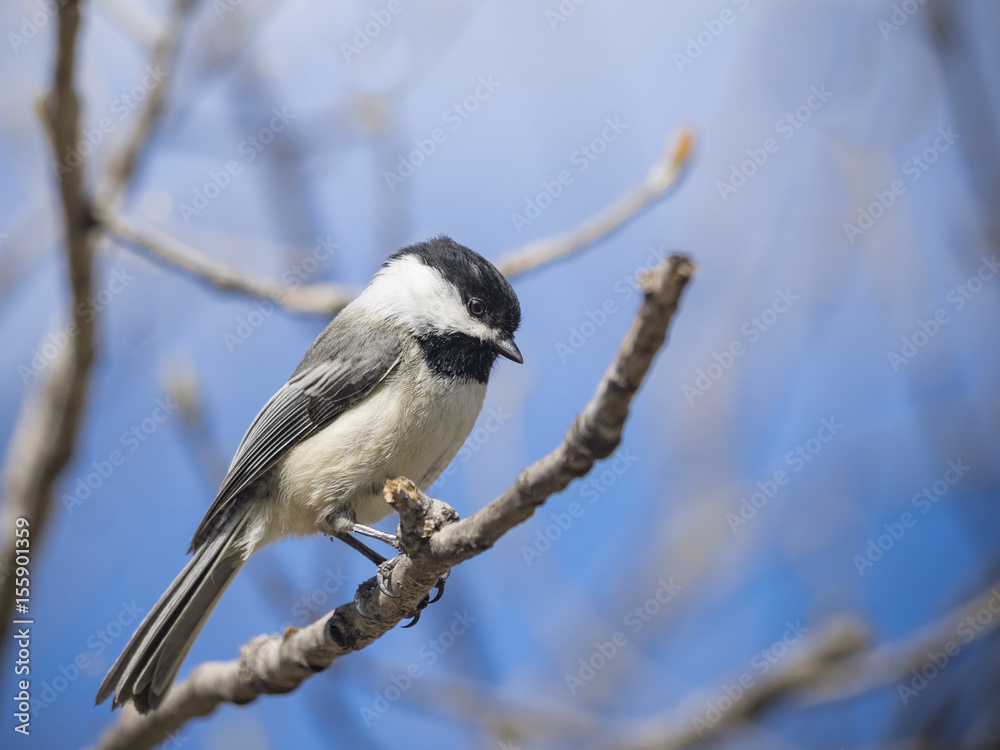 Naklejka premium Little chikadee bird