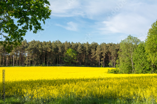 May in Polish countryside - rapeseed field, woods and blue sky