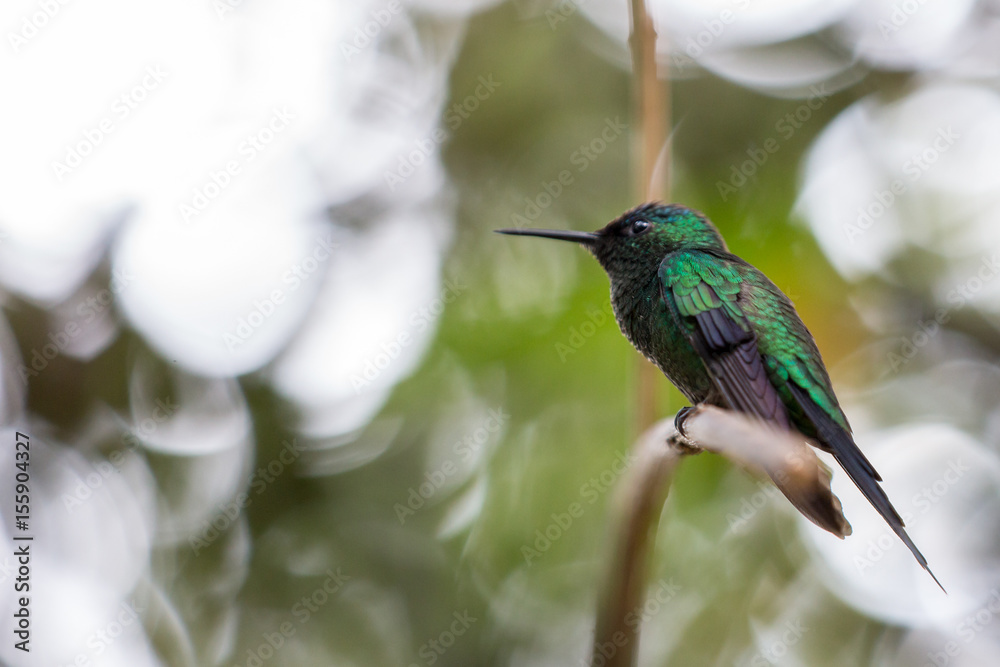 Fototapeta premium hummingbird