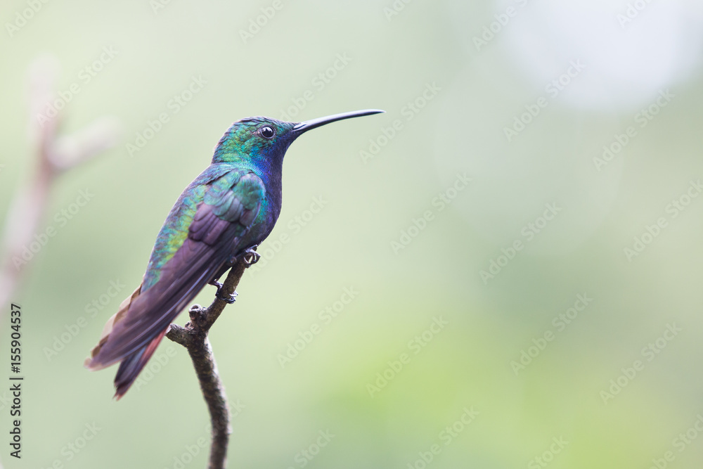Fototapeta premium hummingbird