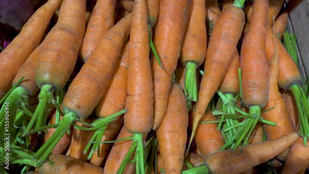 Lot many fresh carrots panoramic view. FHD video Lot many fresh carrots panoramic view. FHD video