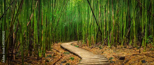 Obraz Las Bambusowy