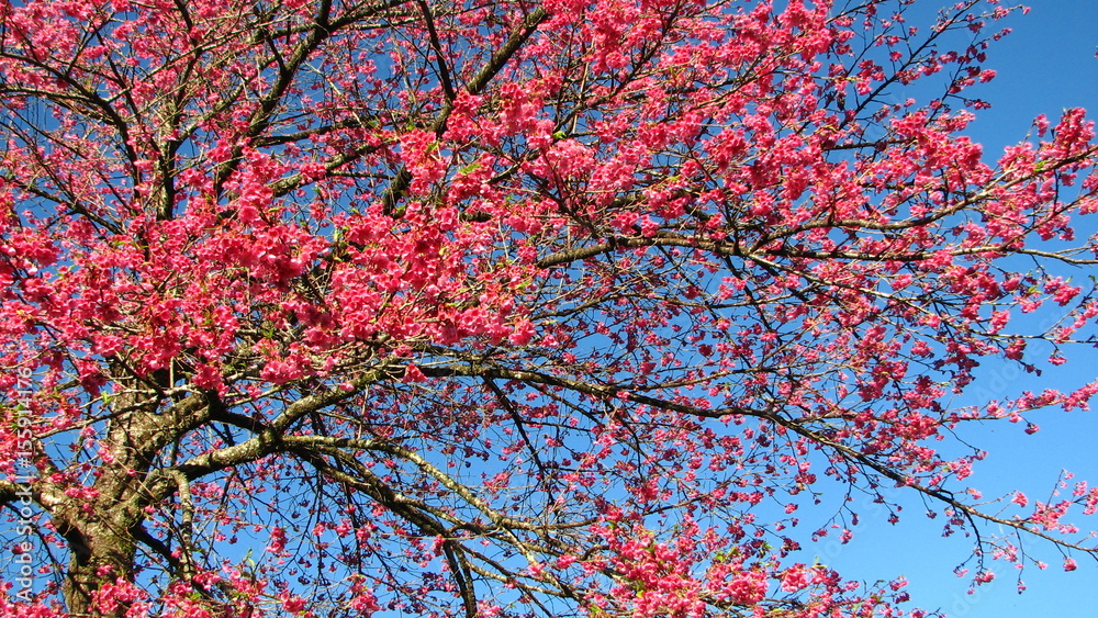 Cherry Tree Cherry Tree