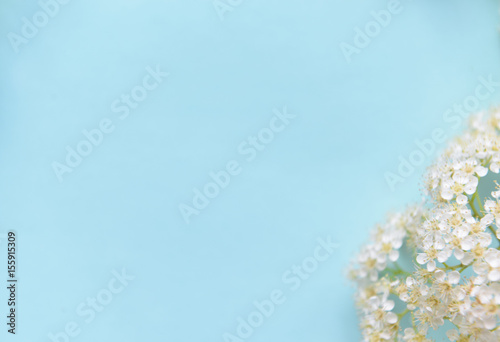 Spring flowers on a blue background