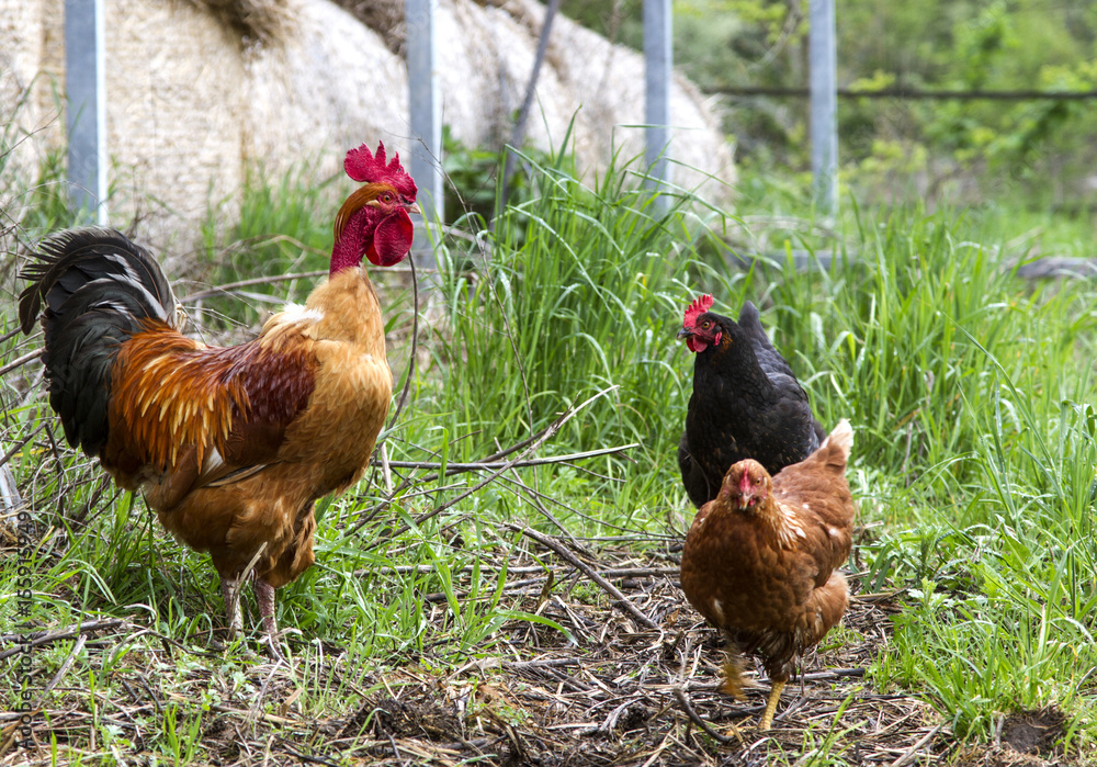 Fototapeta premium red cock with a bare neck. rooster on grass
