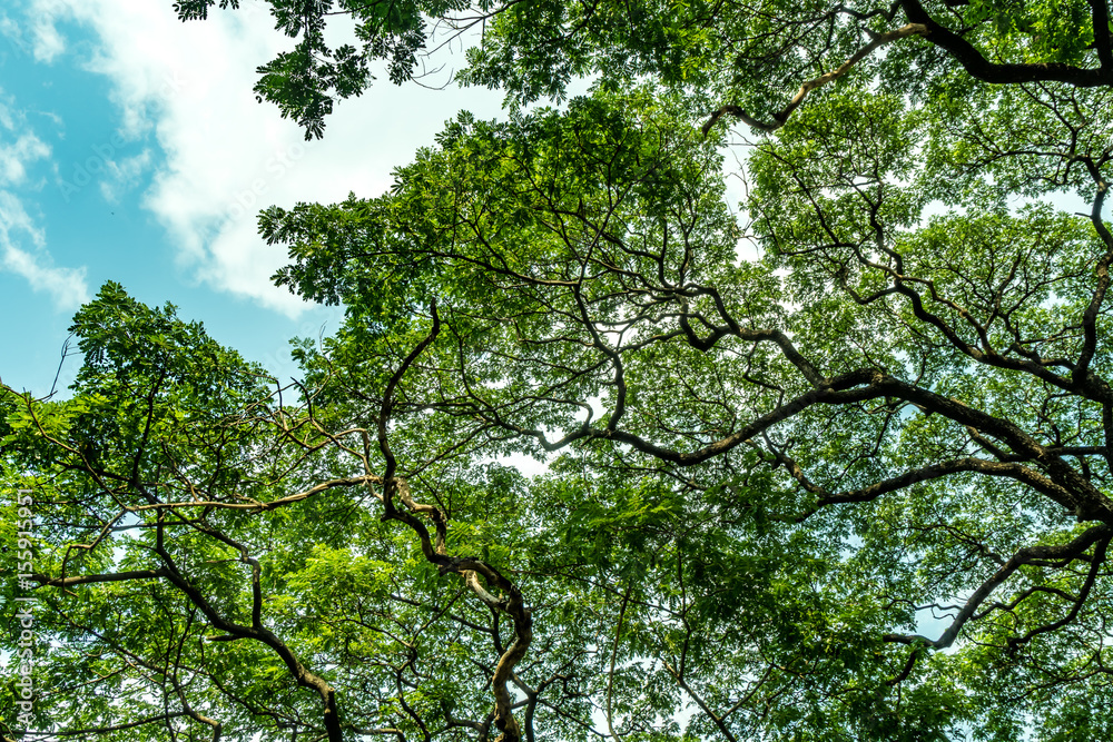 Obraz premium big tree branch