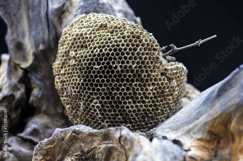 Wasp nest in wood