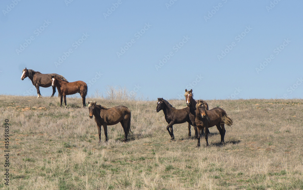 Obraz premium Small herd of horses