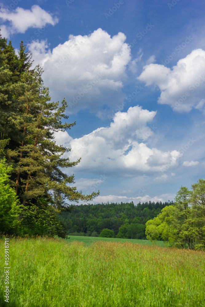 Summer landscape with forest and field in Czech Republic Summer landscape with forest and field in Czech Republic