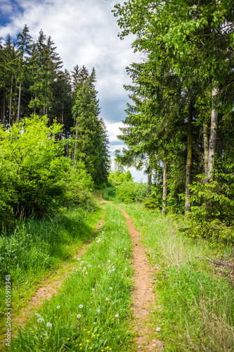 Summer landscape with forest and field in Czech Republic