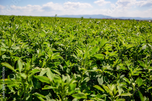 Close up of Alfalfa (Medicago sativa) field in Slovakia. Lucerne and meadow with village in background. Important agricultural forage crop. It's used for grazing, hay, silage, green manure, cover crop