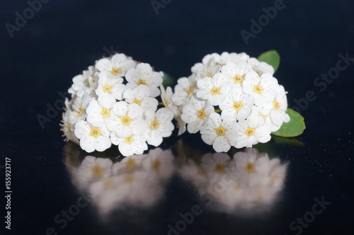 Small white flowers isolated on black background