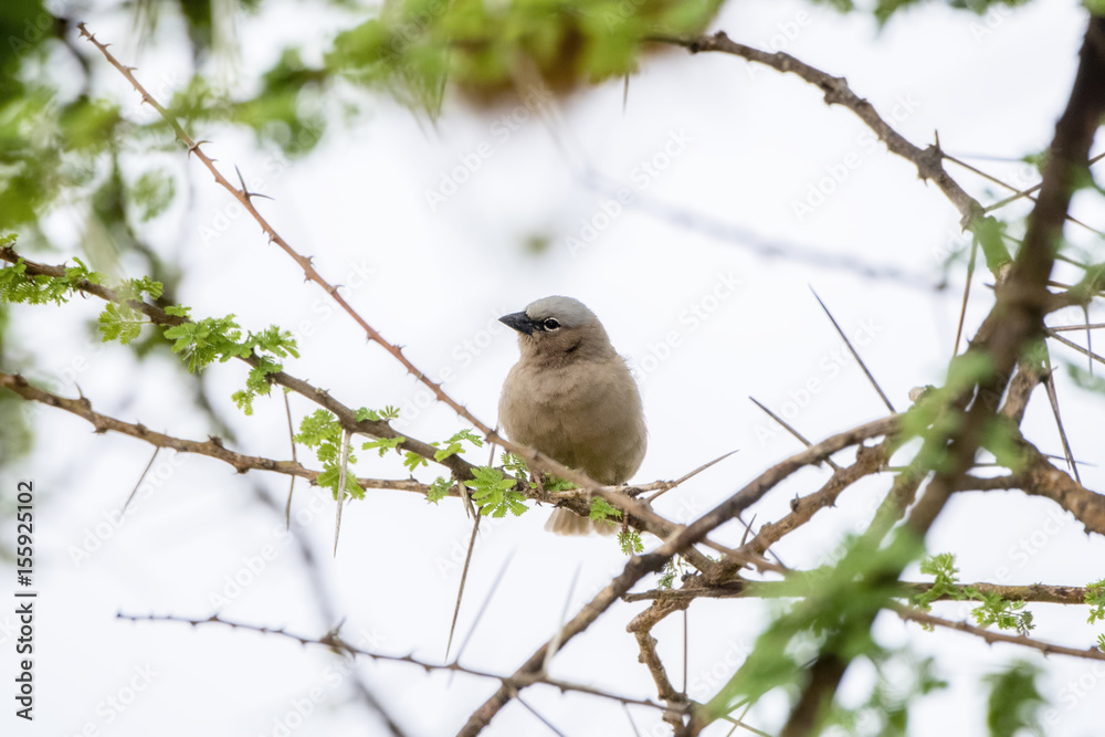 Gray-headed Social Weaver (Pseudonigrita arnaudi) Perched in an Acacia Tree Gray-headed Social Weaver (Pseudonigrita arnaudi) Perched in an Acacia Tree