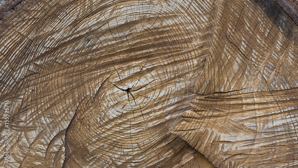Fototapeta premium Wooden background, tree trunk with rings