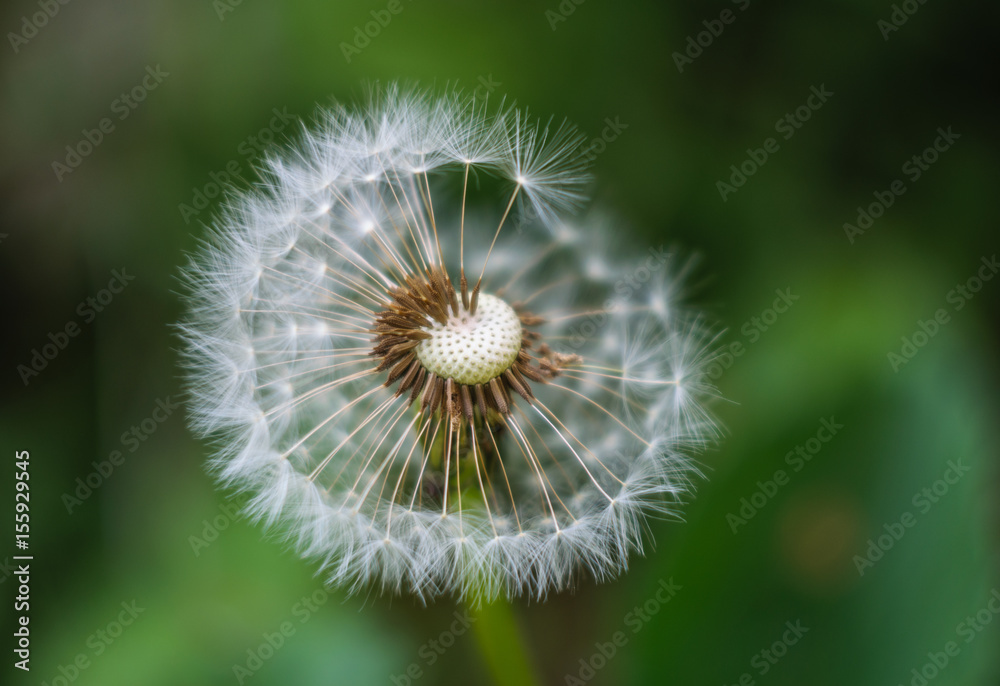 close up dandelion with lots of detail close up dandelion with lots of detail